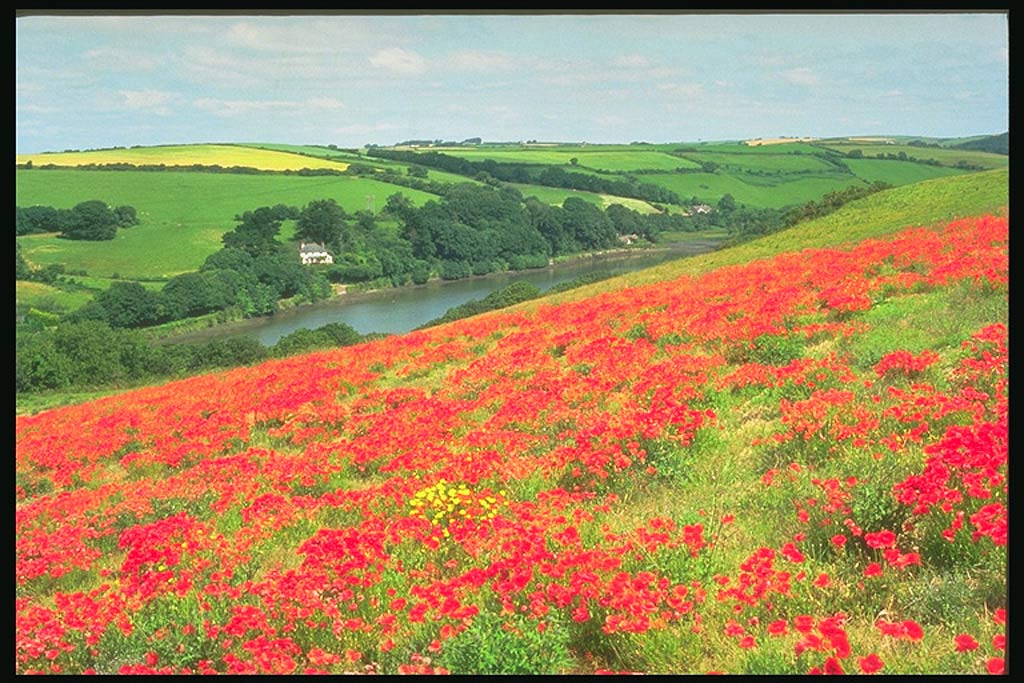 На фото Девон (Devon)