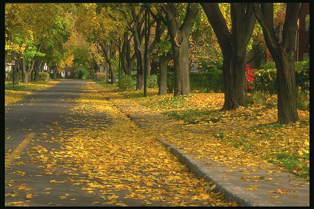 Тоже Монреаль (Montreal)